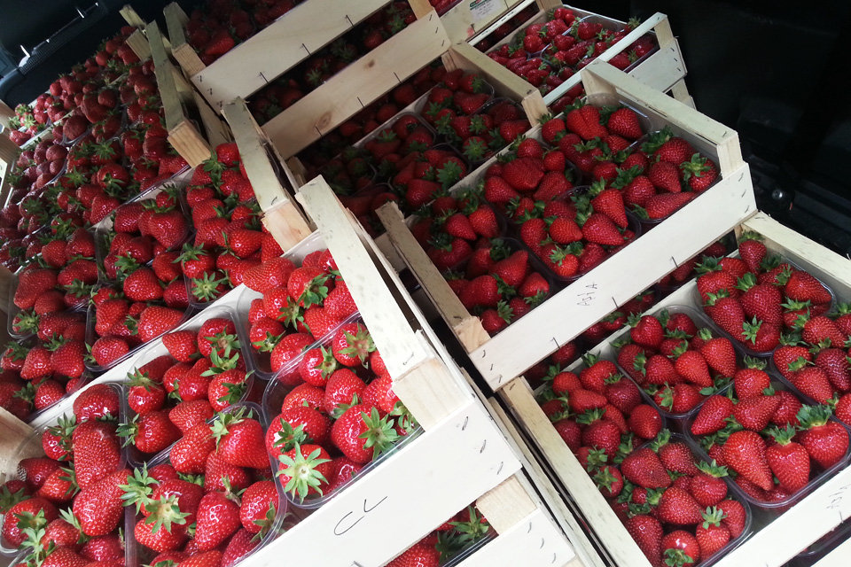 fragola di viguzzolo